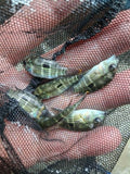 Green Terror Cichlid