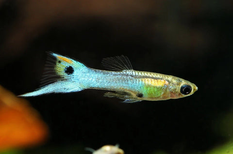Japanese Endler male (Poecilia wingei) with vivid blue and red coloration, farm bred in Florida