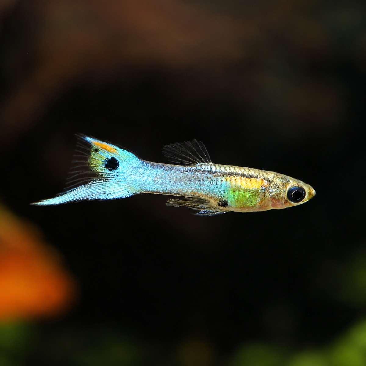 Japanese Endler male (Poecilia wingei) with vivid blue and red coloration, farm bred in Florida