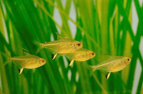Bright yellow Lemon Tetra tropical community fish