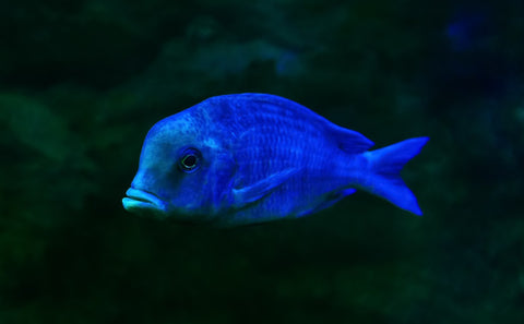 Blue Dolphin Moorii Cichlid