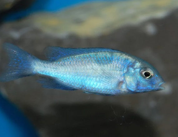 Blue Dolphin Moorii Cichlid - Tilapia Store
