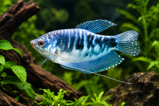Opaline Gourami