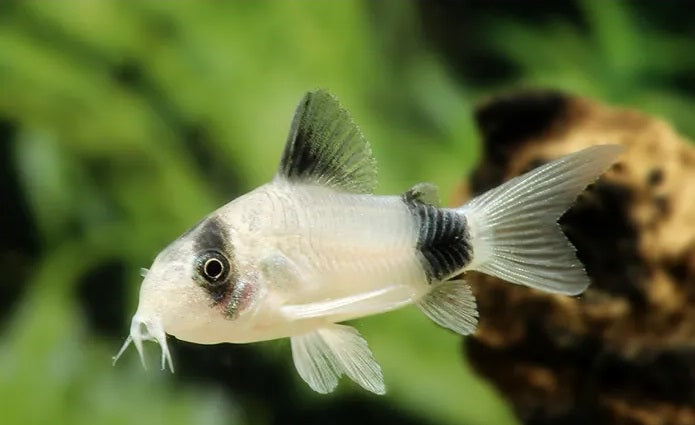 Panda Corydoras (Corydoras panda) side view with black eye mask and tail band over blurred aquatic background
