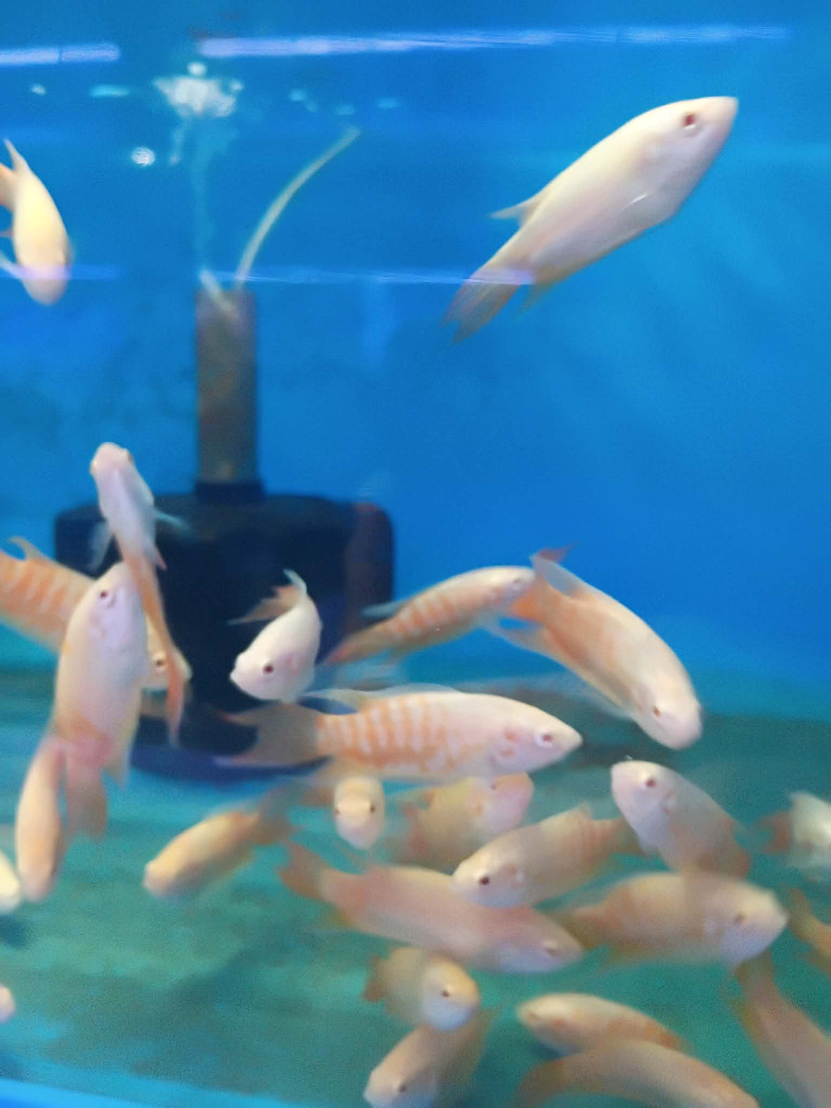 Albino Paradise Gourami - Tilapia Store