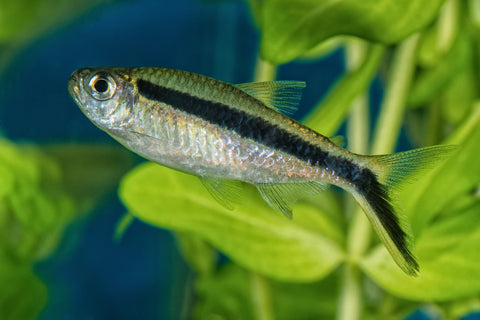 Penguin Tetra (Thayeria boehlkei) side view with black stripe and tail-up posture
