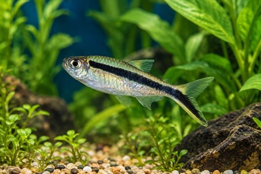 Penguin Tetra