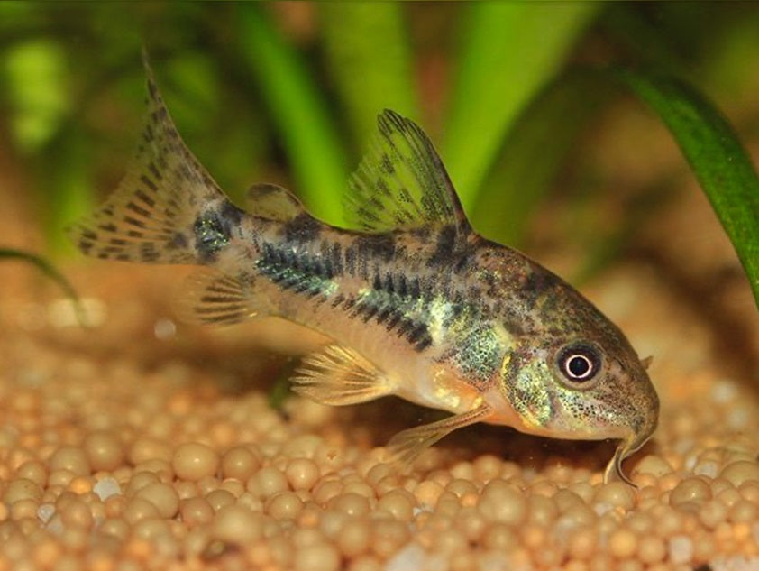 Peppered Corydoras (Corydoras paleatus) side view with mottled pattern over sand