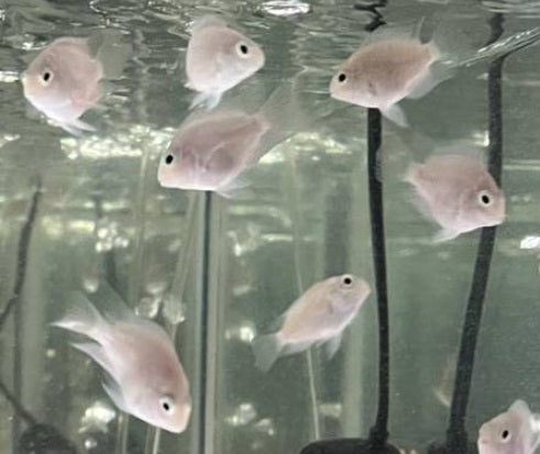 Platinum Polar Parrot Cichlid - Tilapia Store