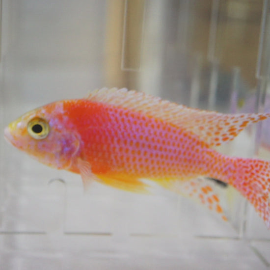 Video of Dragon Blood Peacock Cichlid swimming | Tilapia Store