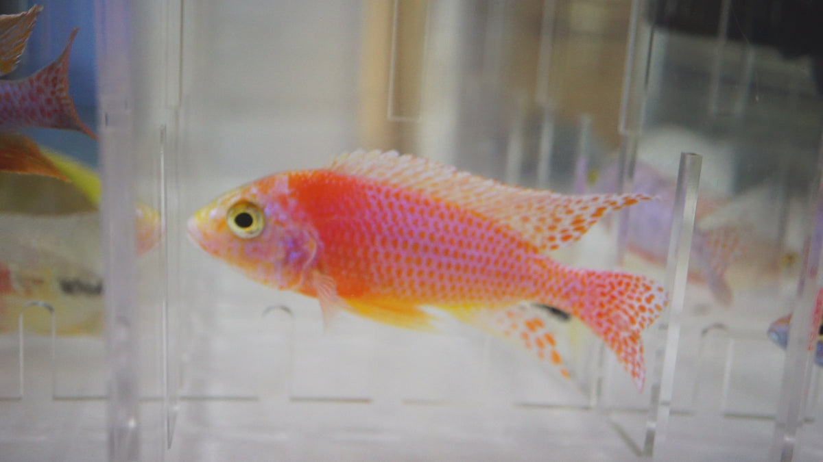 Video of Dragon Blood Peacock Cichlid swimming | Tilapia Store