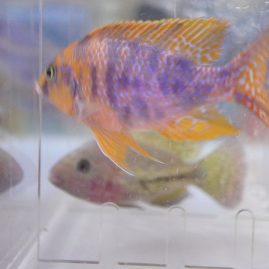 Video of Orange & Blue OB Peacock Cichlid swimming | Tilapia Store