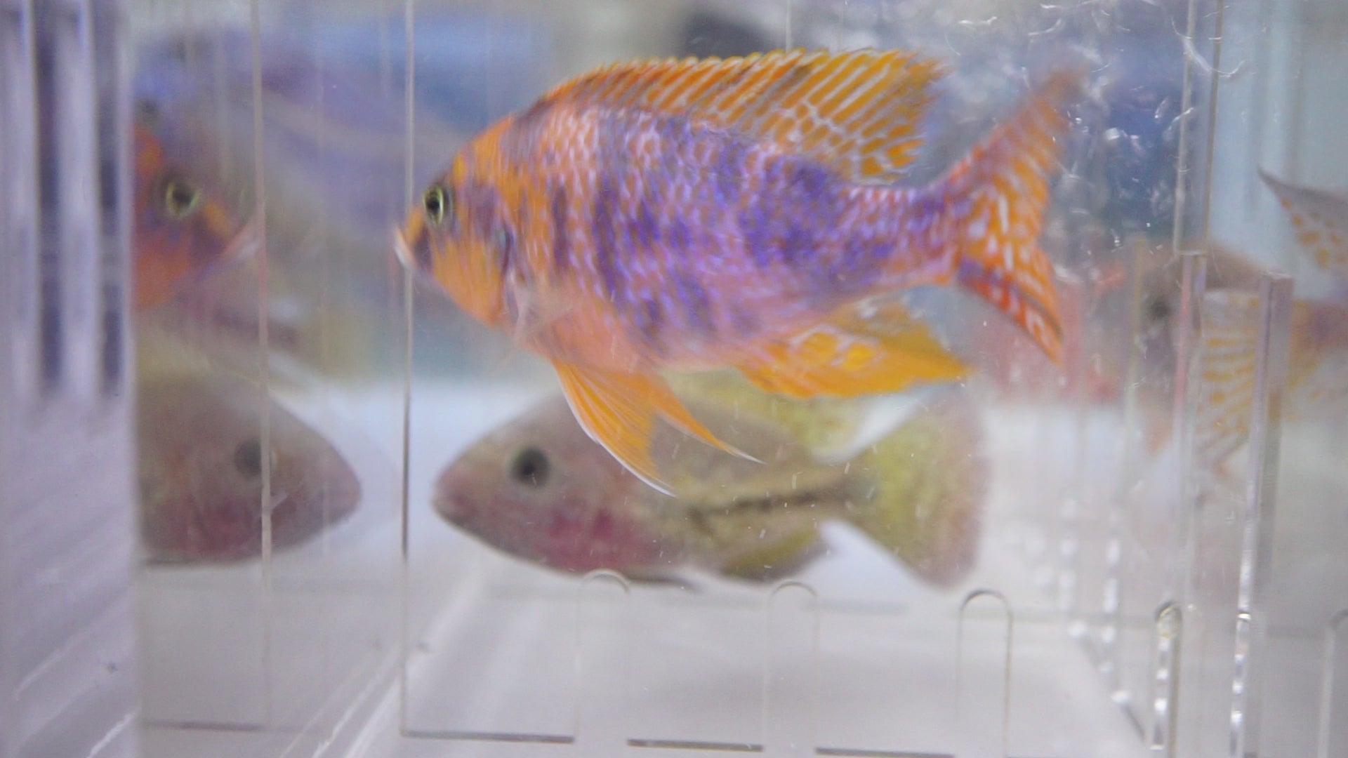 Video of Orange & Blue OB Peacock Cichlid swimming | Tilapia Store