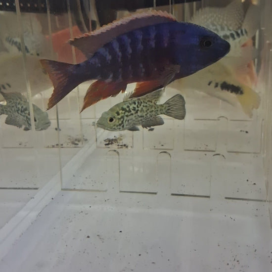 Video of Blue Peacock Cichlid hybrid male swimming | Tilapia Store