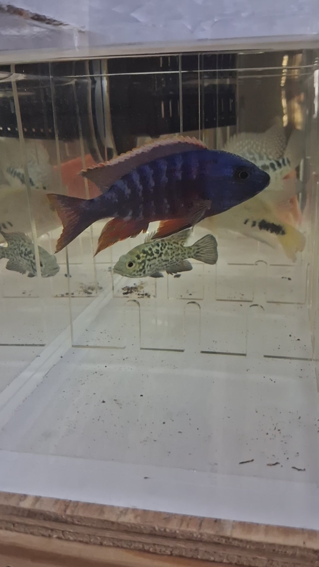 Video of Blue Peacock Cichlid hybrid male swimming | Tilapia Store