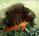 Rainbow Severum (Heros efasciatus) – Peaceful multicolored freshwater cichlid bred in Florida at TilapiaStore