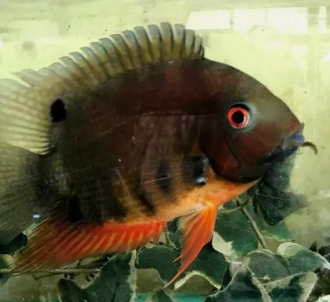 Rainbow Severum (Heros efasciatus) – Peaceful multicolored freshwater cichlid bred in Florida at TilapiaStore