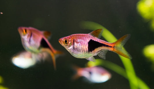 RASBORA – HET / HARLEQUIN live fish - Tilapia Store