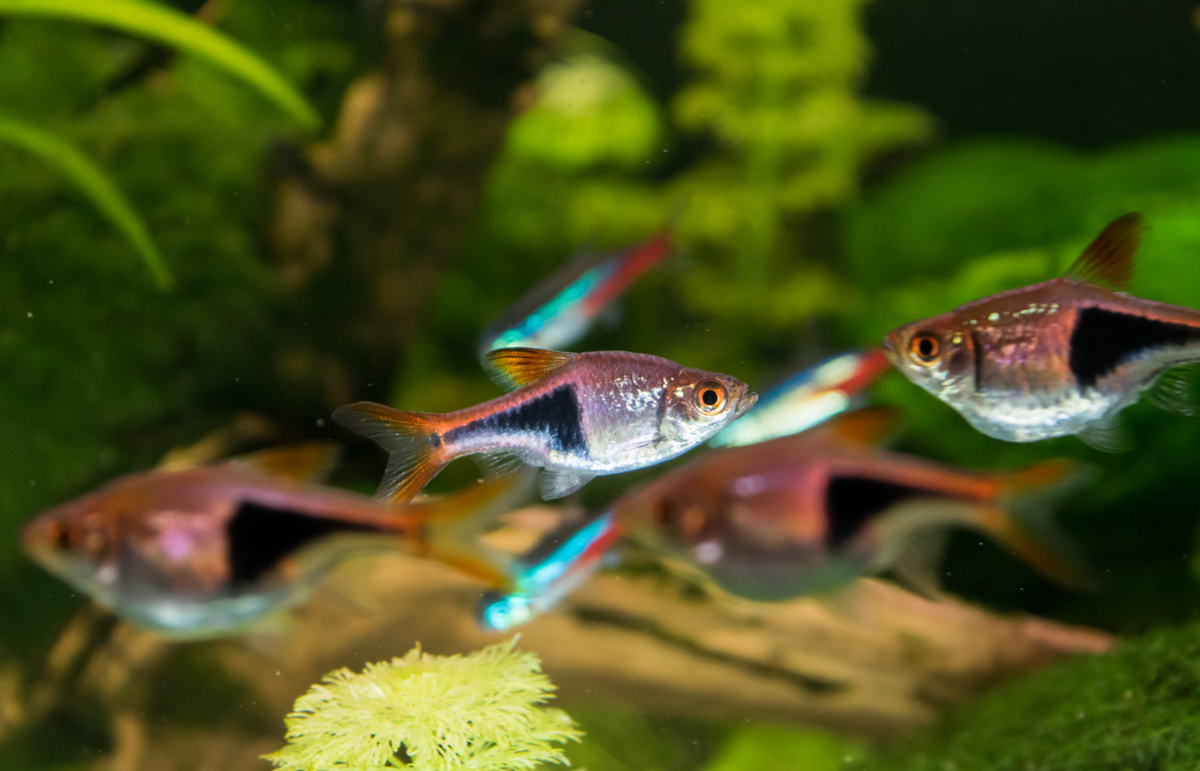 RASBORA – HET / HARLEQUIN live fish - Tilapia Store
