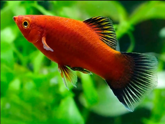 Red Coral Wag Platy (Xiphophorus maculatus) – bright red live freshwater fish bred in Florida at TilapiaStore