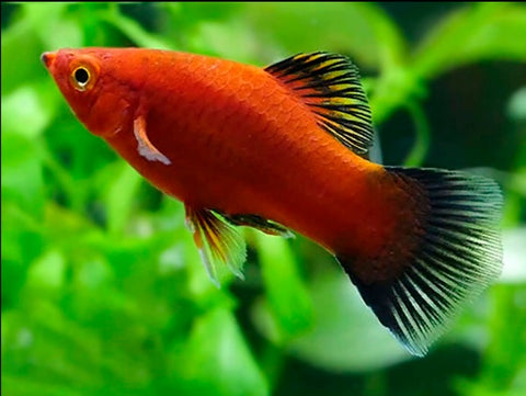 Red Coral Wag Platy (Xiphophorus maculatus) – bright red live freshwater fish bred in Florida at TilapiaStore