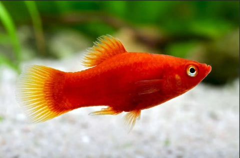 Red Platy (Xiphophorus maculatus) – bright red livebearer bred in Florida at TilapiaStore