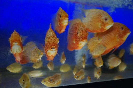 Red Spot Gold Severum (Heros efasciatus) – Peaceful golden freshwater cichlid with red spotting bred in Florida at TilapiaStore