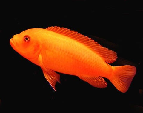 Red Zebra Cichlid (Maylandia estherae) adult African mbuna tank raised in Florida