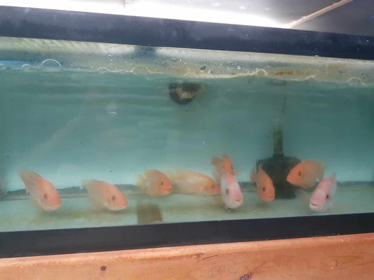 Red Devil & Midas cross - Tilapia Store