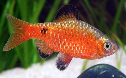 Red Glass Barb