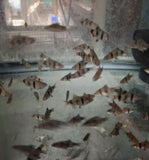 12 Ruby Barbs