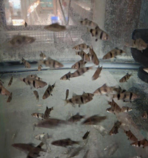Black Ruby Barb - Tilapia Store