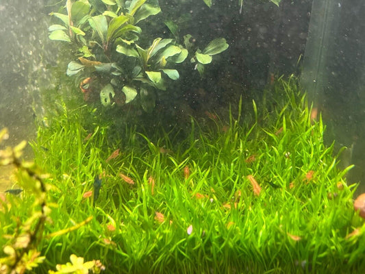 Mexican Dwarf Crayfish Breeding Colony (12 Crayfish) - Tilapia Store