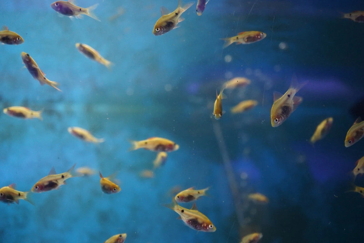Red Glass Barb - Tilapia Store