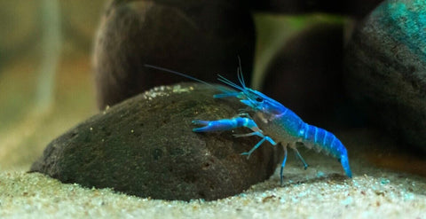 Elecric Blue Crayfish