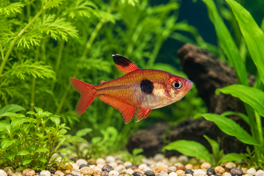 Serpae Tetra