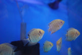 RED SPOTTED TURQUOISE SEVERUM