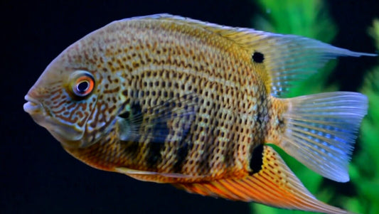 RED SPOTTED TURQUOISE SEVERUMS - Tilapia Store