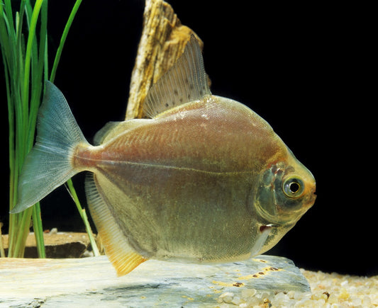 Silver Dollar - Tilapia Store