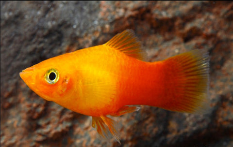 Sunset Platy (Xiphophorus maculatus) – bright orange and yellow livebearer bred in Florida at TilapiaStore