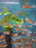 Super Red Paradise Gourami tank group