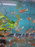 Super Red Paradise Gourami tank group