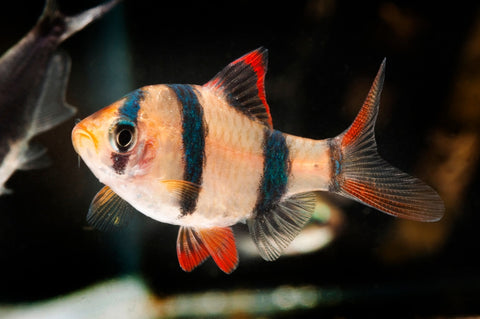 Tiger Barb – orange freshwater aquarium fish with black stripes, Florida fish farm