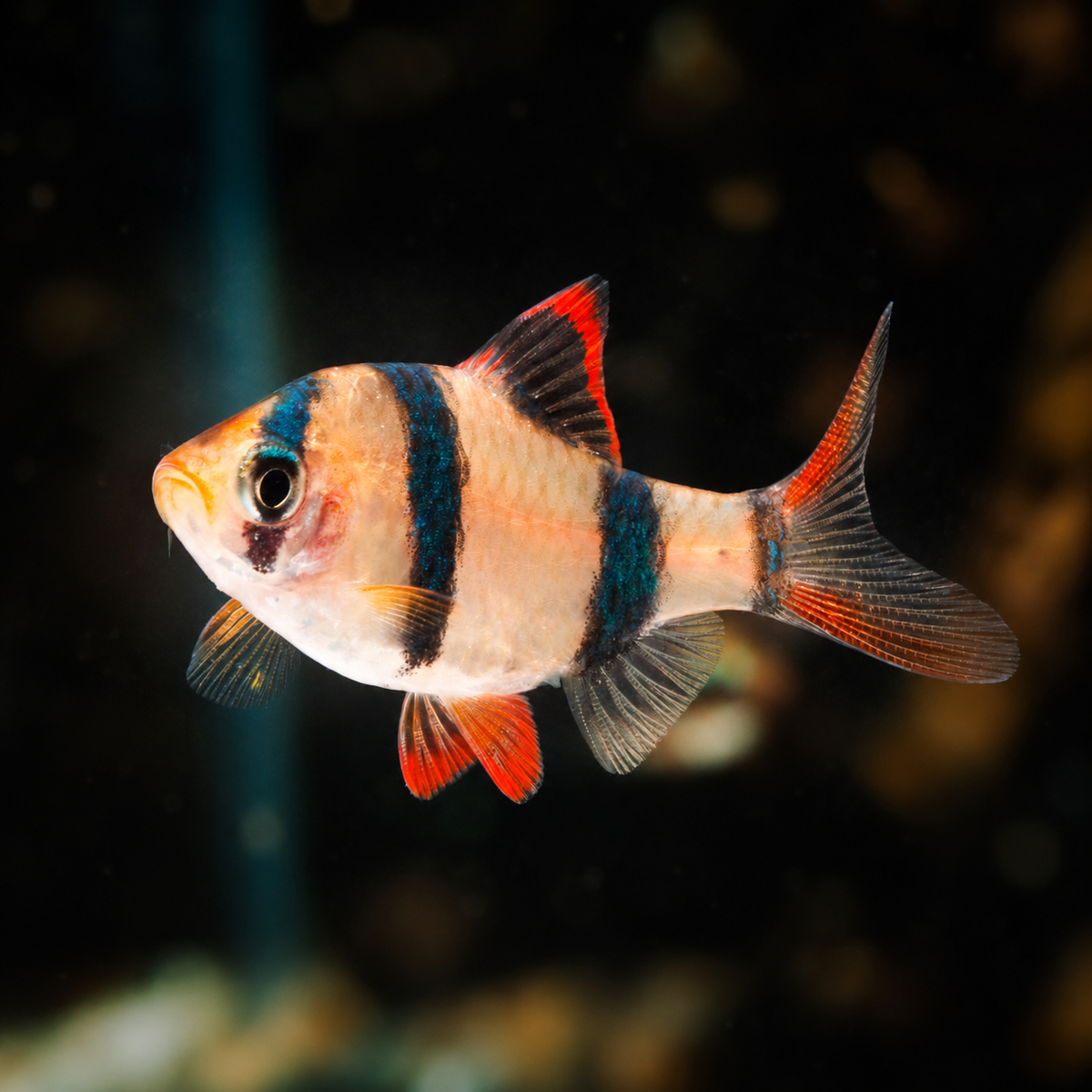 Tiger Barb with its complete nose, tail, and fins visible against a dark aquarium background