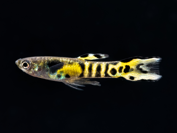 Tiger Endler male (Poecilia wingei) showing bold vertical striping and intense coloration, farm bred in Florida
