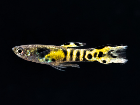 Tiger Endler male (Poecilia wingei) showing bold vertical striping and intense coloration, farm bred in Florida