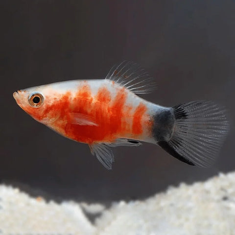 Tiger Platy (Xiphophorus maculatus) – orange and black striped livebearer bred in Florida at TilapiaStore