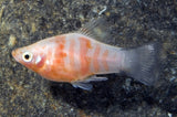 Tiger Platy