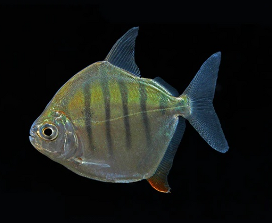 Tiger Silver Dollar - Tilapia Store