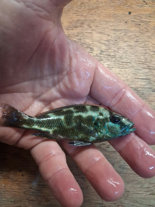 Male Livingstonii Cichlid (Nimbochromis livingstonii), approximately 4 inches, side view